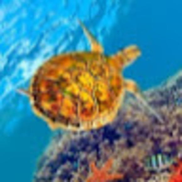 Meet your Posher, Michelle - Picture 1 of 1